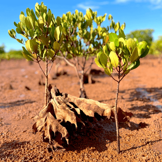 Madagascar Image Galley SQ 1