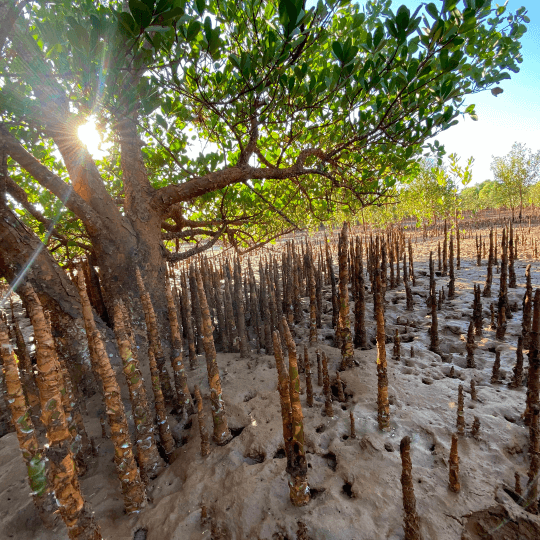 Madagascar Image Galley SQ 6