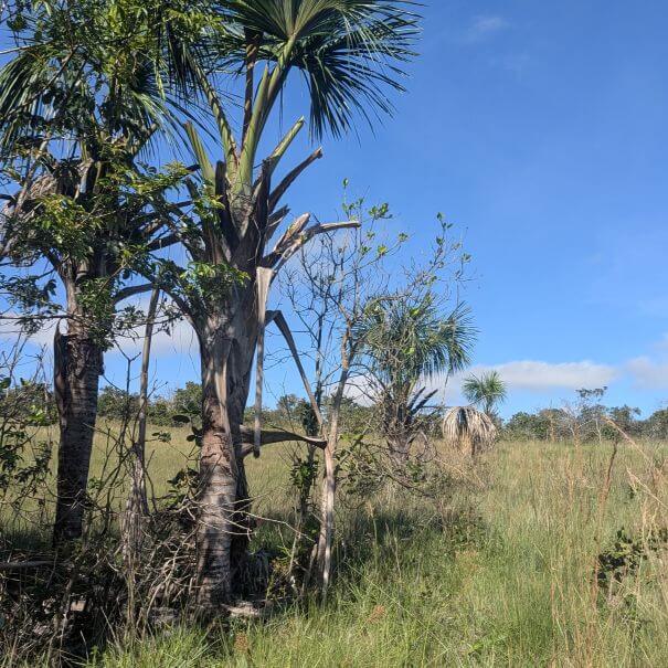 Bakairi Indigenous Territory SQ5
