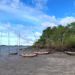 Mara Mangrove SQ4