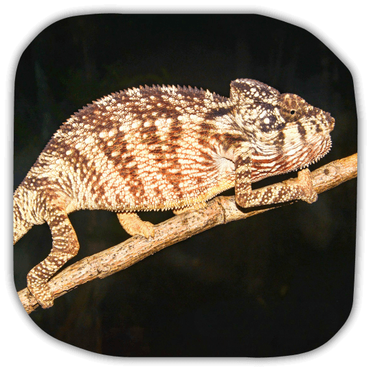 ARC 180 Madagascar